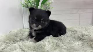 ハーフ犬の動画01