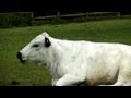 Old Macdonald S Medley