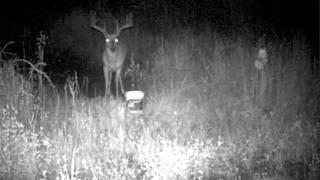 Cautious Deer in the Dark