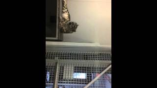 snow leopard mom with her little cub at Granby zoo