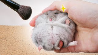 Cover art for Hampter Spa Day, Getting Pampered in Every Way