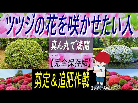 レンゲツツジが咲かないのはなぜですか?その原因と対処法をご紹介します！  庭園