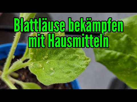 Fight aphids with household remedies Aphids on young plants Save vegetable crops