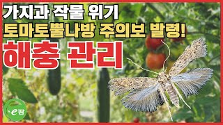가지과 작물 위기! 토마토뿔나방 피해와 예방법 완벽 가이드!