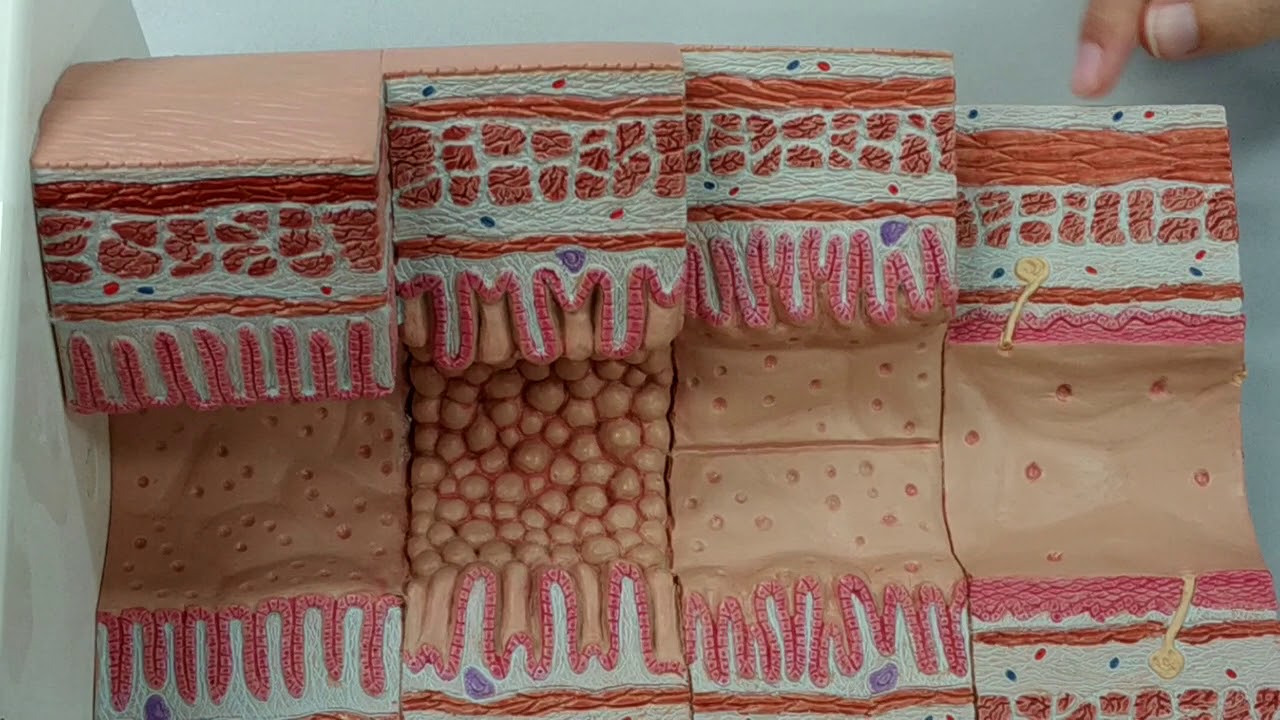histologia trato gastrointestinal