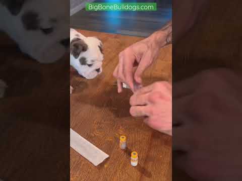 How to vaccinate your puppy for #parvo & #distemper #animalreproduction #breeder #shortspets