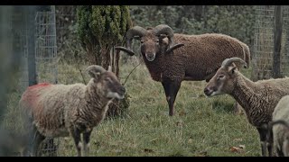 Trailer Preview Image