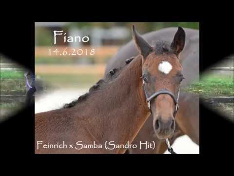 Fiano CH (Feinrich x Sandro Hit) 14.6.2018