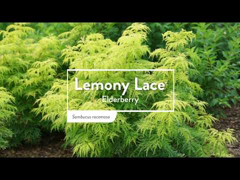 Lemony Lace®