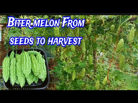 The Ultimate Guide to Growing Bitter Melon: From Seed to Harvest!