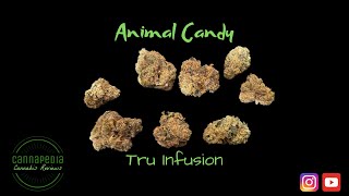 Animal Candy Strain Review - Tru Infusion - Cannapedia