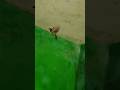 Bird Flying And Landing Relaxingmusic Birds Vibrantbirds Birdwatching Birdlovers Birdlife