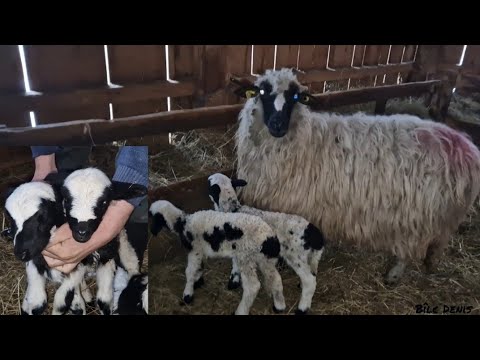 ‼️I took another lamb from the sheepfold‼️