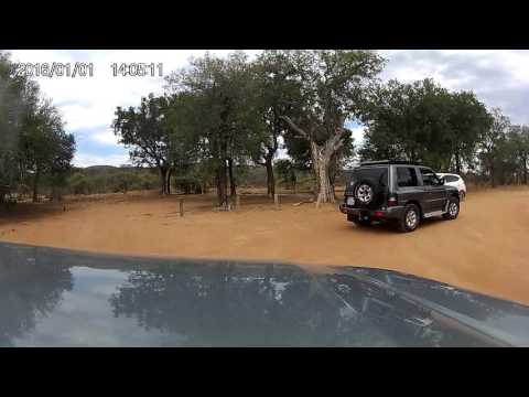 Giraffe drinking water