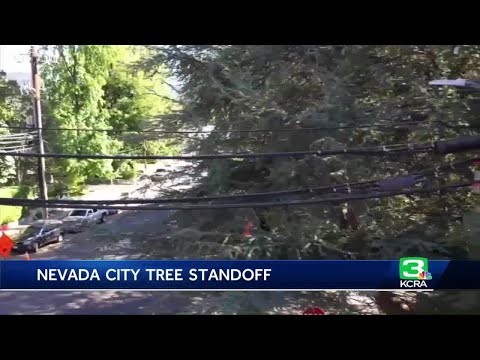 ‘Tree sitting’ protest aims to stop PG&E tree removal in Nevada City