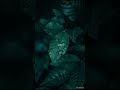 Yalla Habibi Song Nivinpauly New Whatsapp Status