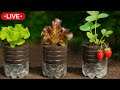 BIO Garden In Bottles Self Watering Potato Fertilizer