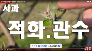 [사과재배] 꽃대적화. 화총적화.관수.적화제ATS