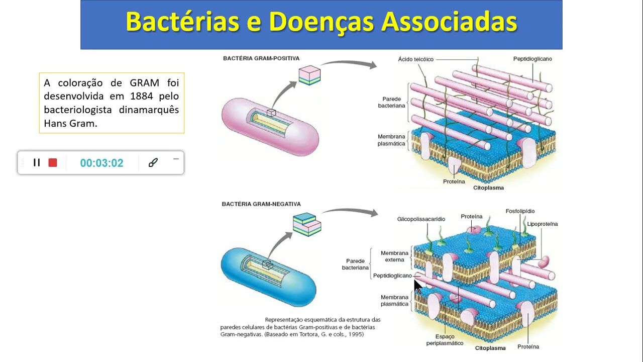 Bactérias Gram positivas e negativas
