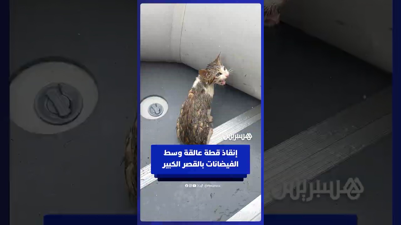 وحدة الإغاثة والإنقاذ التابعة للهندسة العسكرية للقوات المسلحة تنقذ قطة عالقة في فيضانات القصر الكبير thumbnail