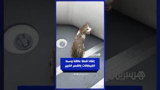 وحدة الإغاثة والإنقاذ التابعة للهندسة العسكرية للقوات المسلحة تنقذ قطة عالقة في فيضانات القصر الكبير thumbnail