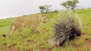 Meg & Amy meet a PORCUPINE | The Lion Whisperer