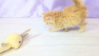 ミヌエットの動画01