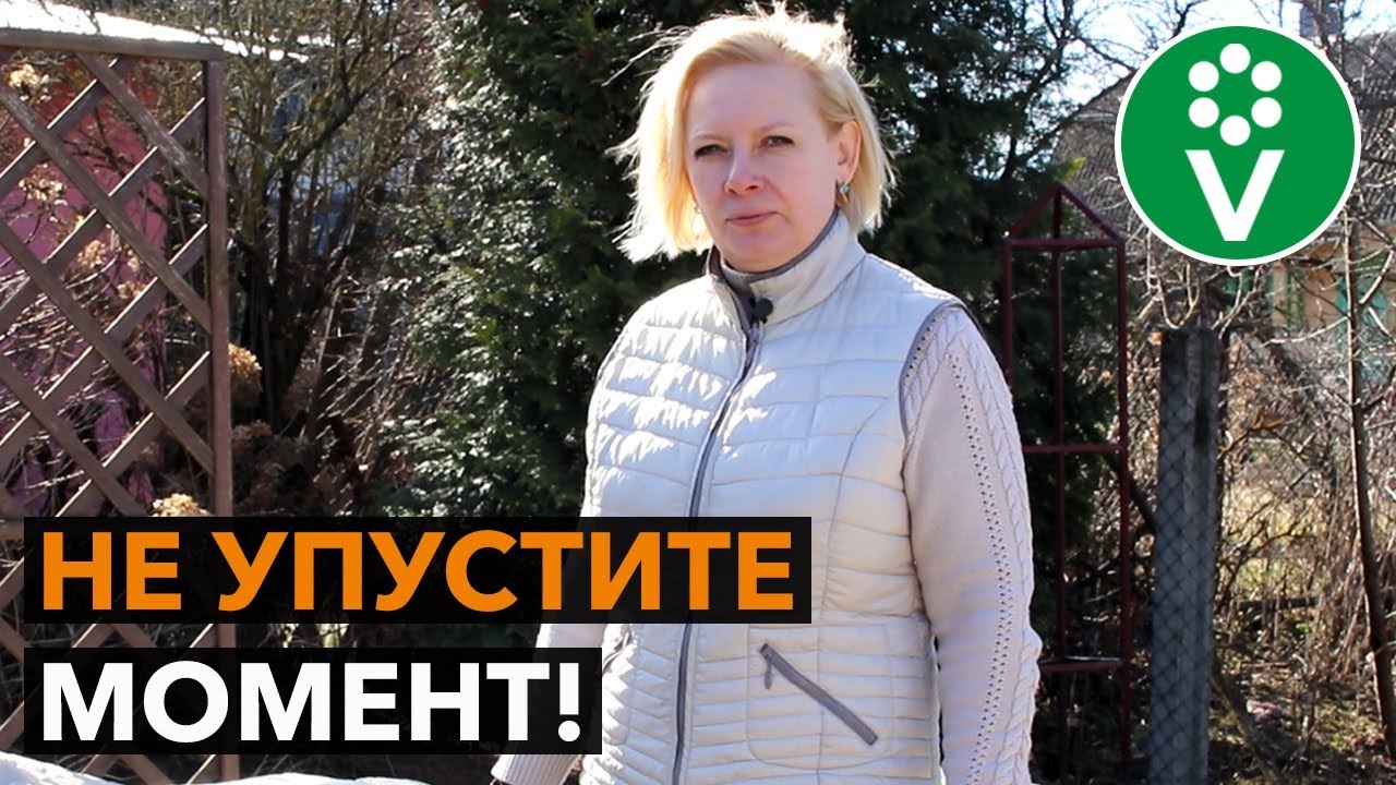 Долой укрытие! Правила открытия роз весной