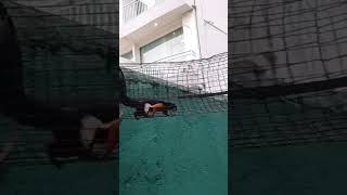 Download lagu Suara Tupai Lucu #shorts #tupai #tupailucu mp3 Download lagu Suara Tupai Lucu #shorts #tupai #tupailucu mp3