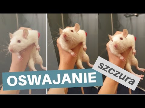 Kilka słów o oswajaniu szczura | Szczuromania #7