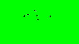 Flack Of Birds Flying In The Air Green Screen Full