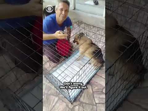 Tearful moment Venezuelan man reunites with lost dog after earthquakes #shorts