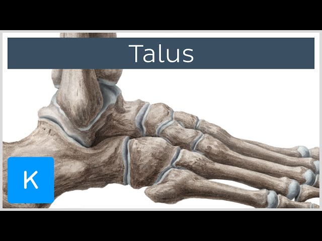 Video Pronunciation of talus in English