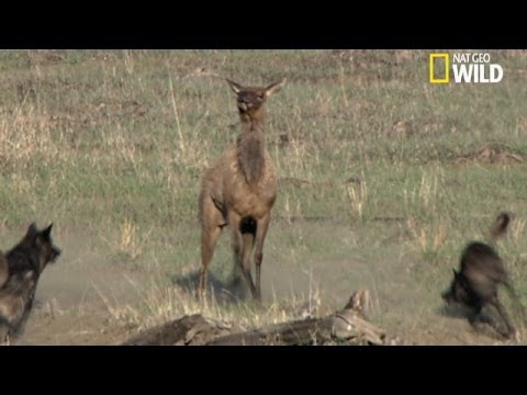 Une mère élan défend ses petits face aux loups !