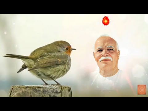 प्यारे बाबा- मीठे मीठे बाबा, तेरी मुरली हमे लगे बड़ी प्यारी........Very Beautiful Song