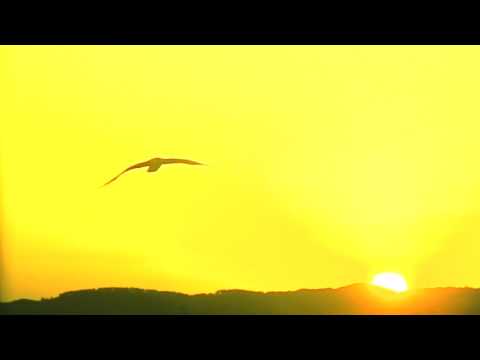 Art-X meets SoulNurse - City's Too Ruff  [Video]