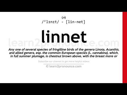 Pronunciation of Linnet | Definition of Linnet