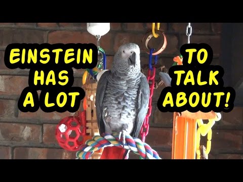 Einstein the Talking Texan Parrot has a lot to talk about!