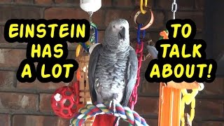 Einstein the Talking Texan Parrot has a lot to talk about!