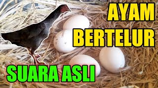 Download lagu SUARA AYAM SETELAH BERTELUR mp3