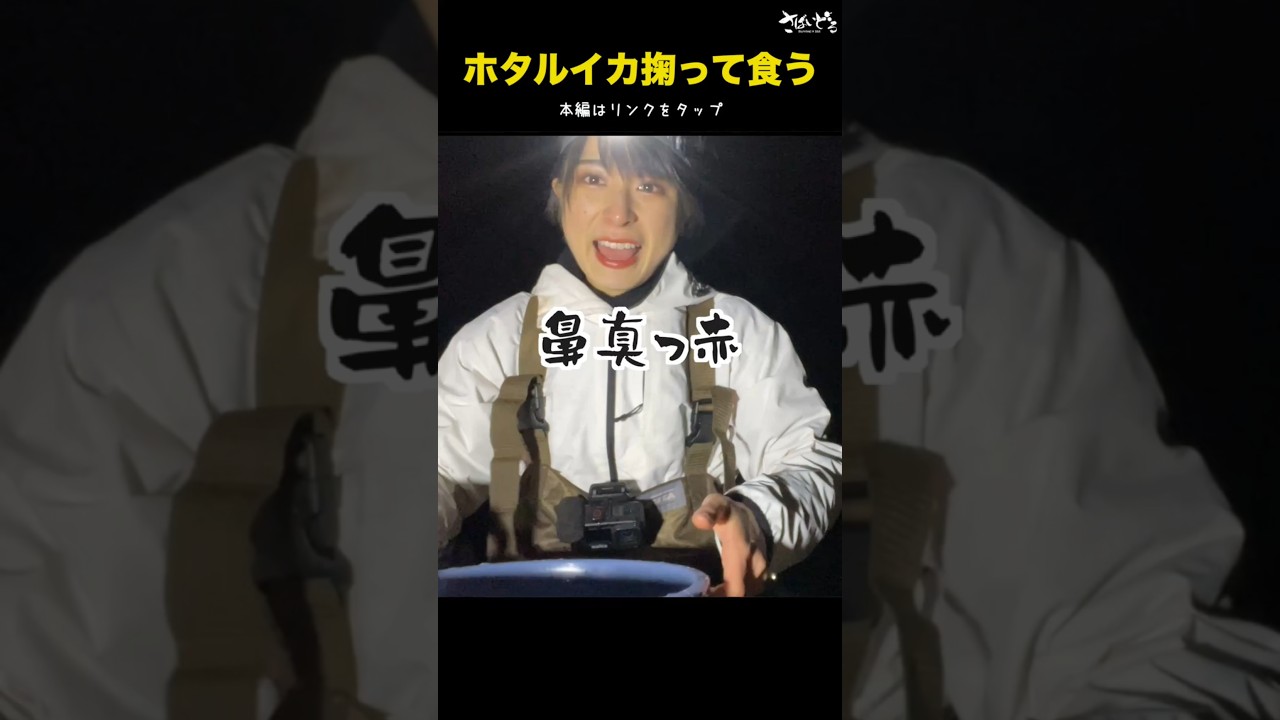 #ホタルイカ掬い #ホタルイカの身投げ #ホタルイカ