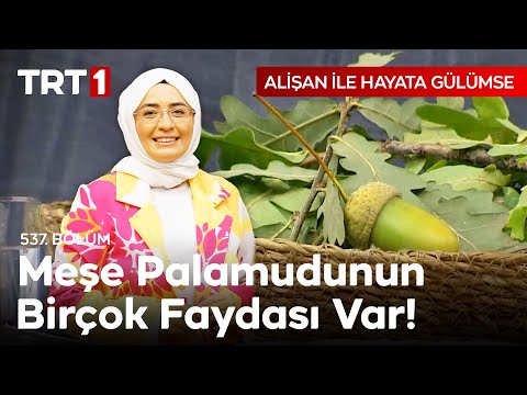Tadı Fındığa Benzetilen Meşe Palamudunun Pek Bilinmeyen Faydaları 📌 Ecz. Dr. Fidan Pesen Özdoğan
