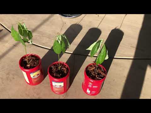 image-Do avocado trees like sun or shade?