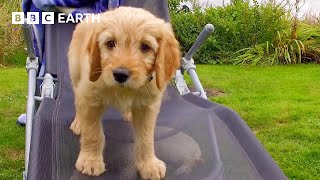 Astonishing Vision Helps Puppies to Explore | Wonderful World of Puppies | BBC Earth Kids