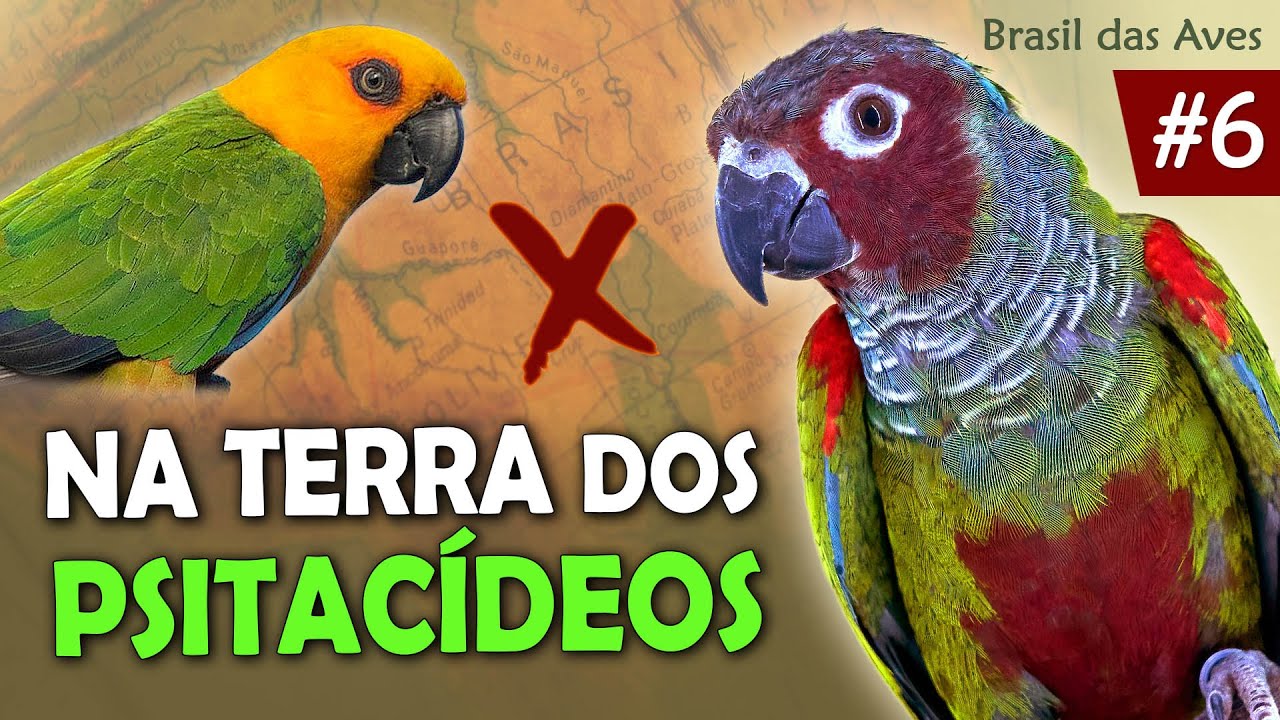 TIRIBA-DO-PARANÃ e outros psitacídeos de Terra Ronca (Ep.6 BRASIL DAS AVES)