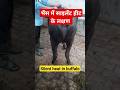 Silent Heat In Buffalo Estrus Detection In Buffalo Viralshorts Ytshorts A I Veterinarian Vet