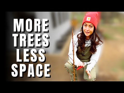 Planting Fruit Trees in the Backyard | Backyard Orchard Culture
