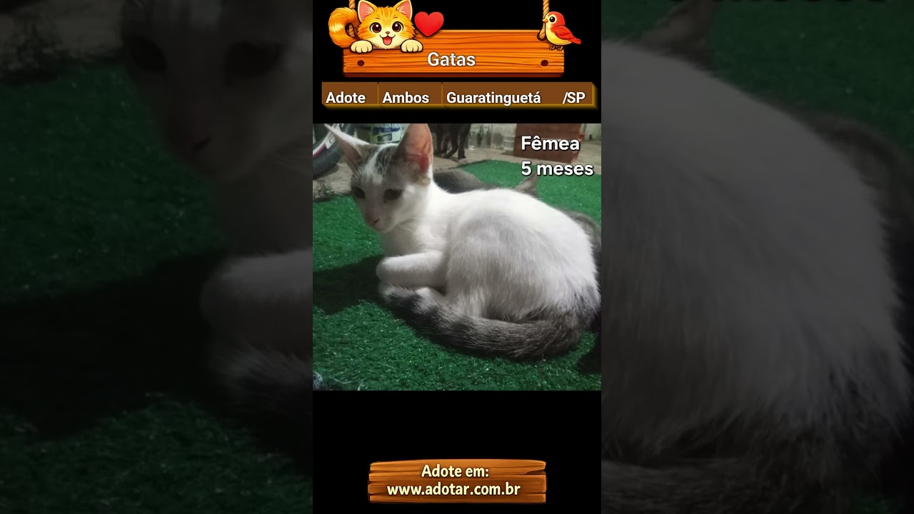 Gato raça SRD-ViraLata idade 2 a 6 meses nome Gatas