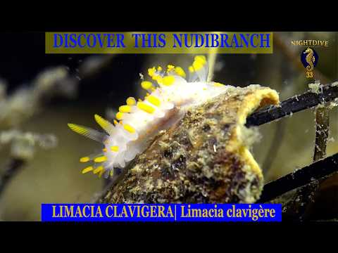 Limacia clavigera