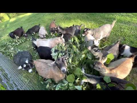 , title : 'Pygmy Goat Stampede to the buffet of leaves!'